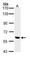 Serine/threonine-protein kinase OSR1 antibody, GTX111522, GeneTex, Western Blot image 