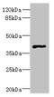 Free fatty acid receptor 3 antibody, orb24184, Biorbyt, Western Blot image 