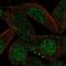 Coiled-Coil Domain Containing 89 antibody, NBP2-57795, Novus Biologicals, Immunofluorescence image 