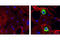 HA tag antibody, 2350S, Cell Signaling Technology, Immunocytochemistry image 