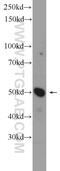 DDB1 And CUL4 Associated Factor 12 antibody, 20478-1-AP, Proteintech Group, Western Blot image 