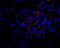 VEGF antibody, AAM51, Bio-Rad (formerly AbD Serotec) , Enzyme Linked Immunosorbent Assay image 