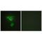 PDZ and LIM domain protein 1 antibody, A04832-1, Boster Biological Technology, Immunohistochemistry frozen image 