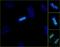 ZW10 Interacting Kinetochore Protein antibody, IHC-00095, Bethyl Labs, Immunofluorescence image 