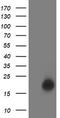 U6 snRNA-associated Sm-like protein LSm1 antibody, TA503105, Origene, Western Blot image 