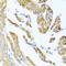 Major Histocompatibility Complex, Class I, E antibody, orb374120, Biorbyt, Immunohistochemistry paraffin image 