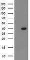 Ankyrin Repeat Domain 53 antibody, LS-C172788, Lifespan Biosciences, Western Blot image 