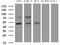 PD-L1 antibody, UM800120CF, Origene, Western Blot image 