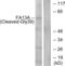 Coagulation factor XIII A chain antibody, abx015576, Abbexa, Western Blot image 
