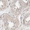 CASK antibody, HPA023857, Atlas Antibodies, Immunohistochemistry frozen image 