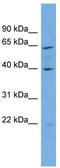PARD6A antibody, TA329553, Origene, Western Blot image 