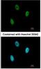 E2F Transcription Factor 6 antibody, NBP2-14936, Novus Biologicals, Immunofluorescence image 