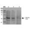 Protein Phosphatase 5 Catalytic Subunit antibody, M04723, Boster Biological Technology, Western Blot image 
