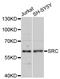 SRC-1 antibody, abx126647, Abbexa, Western Blot image 