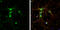 Nitric Oxide Synthase 1 antibody, GTX133403, GeneTex, Immunocytochemistry image 