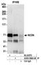 Neurochondrin antibody, A305-590A-M, Bethyl Labs, Immunoprecipitation image 