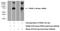 Phosphodiesterase 4C antibody, 21754-1-AP, Proteintech Group, Western Blot image 