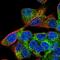 Melanoma inhibitory activity protein 2 antibody, HPA055459, Atlas Antibodies, Immunocytochemistry image 