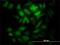 Kinetochore-associated protein 1 antibody, H00009735-M01, Novus Biologicals, Immunofluorescence image 