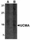 Upper Zone Of Growth Plate And Cartilage Matrix Associated antibody, LS-B5005, Lifespan Biosciences, Western Blot image 