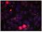 ETS Transcription Factor ELK1 antibody, GTX79085, GeneTex, Immunocytochemistry image 