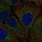 Anterior gradient protein 3 homolog antibody, NBP2-47555, Novus Biologicals, Immunocytochemistry image 