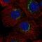 Retention In Endoplasmic Reticulum Sorting Receptor 1 antibody, HPA051400, Atlas Antibodies, Immunofluorescence image 
