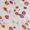 SMAD Family Member 3 antibody, LS-C358326, Lifespan Biosciences, Immunohistochemistry paraffin image 