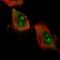 Ataxin 7 Like 2 antibody, HPA054952, Atlas Antibodies, Immunofluorescence image 