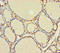 Nuclear nucleic acid-binding protein C1D antibody, A56635-100, Epigentek, Immunohistochemistry paraffin image 