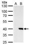Core histone macro-H2A.2 antibody, PA5-34877, Invitrogen Antibodies, Western Blot image 