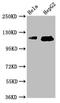 TATA Element Modulatory Factor 1 antibody, LS-C681577, Lifespan Biosciences, Western Blot image 