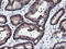 Ret Finger Protein Like 3 antibody, LS-C173933, Lifespan Biosciences, Immunohistochemistry paraffin image 