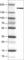 Probable histone-lysine N-methyltransferase NSD2 antibody, AMAb90851, Atlas Antibodies, Western Blot image 