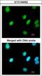 Replication Factor C Subunit 4 antibody, GTX104052, GeneTex, Immunocytochemistry image 