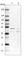 SPRY Domain Containing 3 antibody, HPA039426, Atlas Antibodies, Western Blot image 