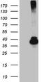 Hemojuvelin BMP Co-Receptor antibody, LS-C792007, Lifespan Biosciences, Western Blot image 