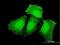 Centrosomal Protein 57 antibody, H00009702-B01P, Novus Biologicals, Immunocytochemistry image 