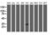 Myeloid Leukemia Factor 1 antibody, LS-C787204, Lifespan Biosciences, Western Blot image 