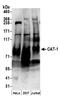 High affinity cationic amino acid transporter 1 antibody, A304-398A, Bethyl Labs, Western Blot image 