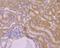 All-Trans Retinoic Acid Induced Differentiation Factor antibody, NBP2-76907, Novus Biologicals, Immunohistochemistry frozen image 