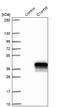Chromosome 1 Open Reading Frame 35 antibody, NBP1-92128, Novus Biologicals, Western Blot image 