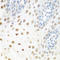 DExD-Box Helicase 39B antibody, A03490, Boster Biological Technology, Immunohistochemistry frozen image 