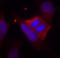 Protein Phosphatase 1 Regulatory Inhibitor Subunit 1B antibody, LS-C336063, Lifespan Biosciences, Immunofluorescence image 