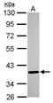 3-Ketodihydrosphingosine Reductase antibody, PA5-31334, Invitrogen Antibodies, Western Blot image 