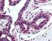 Histone Cluster 4 H4 antibody, 49-285, ProSci, Immunohistochemistry paraffin image 