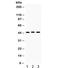 Gap Junction Protein Gamma 1 antibody, R32083, NSJ Bioreagents, Western Blot image 