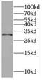 Phenylethanolamine N-Methyltransferase antibody, FNab06588, FineTest, Western Blot image 
