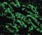 DNA fragmentation factor subunit beta antibody, LS-C282, Lifespan Biosciences, Immunofluorescence image 