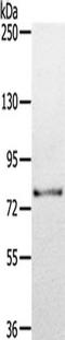 Transglutaminase 7 antibody, TA351848, Origene, Western Blot image 